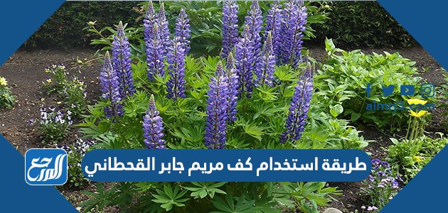 طريقة استخدام كف مريم جابر القحطاني