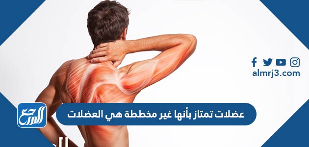 عضلات تمتاز بأنها غير مخططة هي العضلات