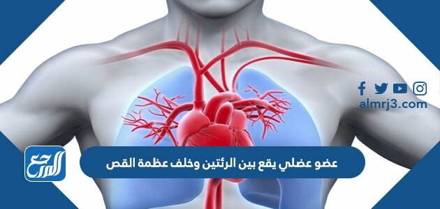 عضو عضلي يقع بين الرئتين وخلف عظمة القص