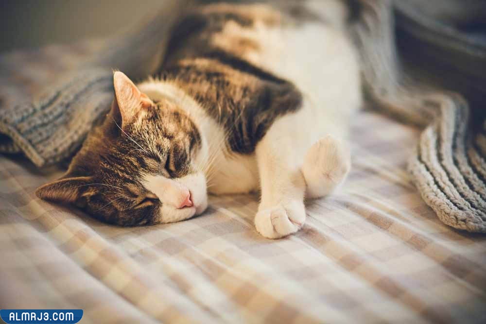 علامات حزن القطط