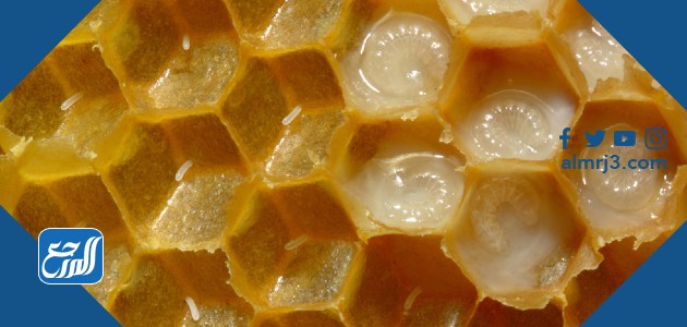 غذاء ملكات النحل