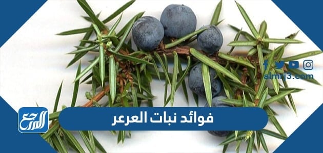 فوائد نبات العرعر