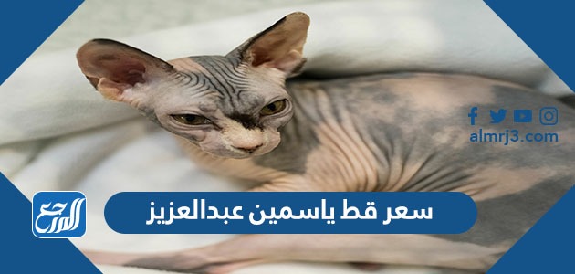 كم سعر قط ياسمين عبدالعزيز