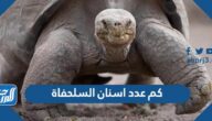 كم عدد اسنان السلحفاة