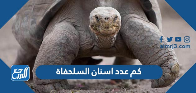 كم عدد اسنان السلحفاة