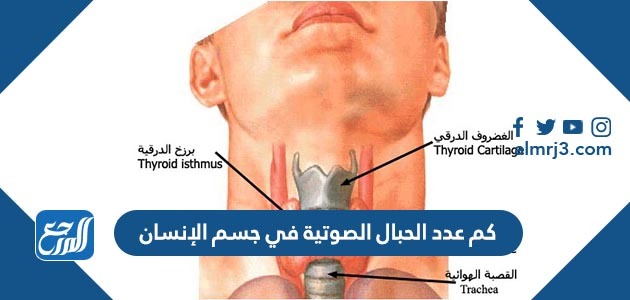 كم عدد الحبال الصوتية في جسم الإنسان