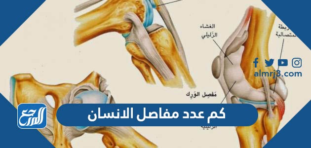 كم عدد مفاصل الانسان