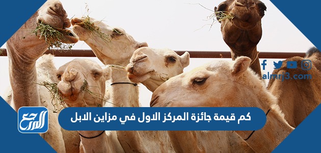 كم قيمة جائزة المركز الاول في مزاين الابل