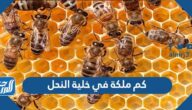 كم ملكة في خلية النحل
