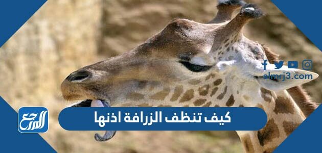 كيف تنظف الزرافة اذنها