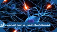 كيف ينتقل السيال العصبي عبر الشق التشابكي