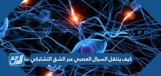 كيف ينتقل السيال العصبي عبر الشق التشابكي