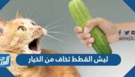 ليش القطط تخاف من الخيار