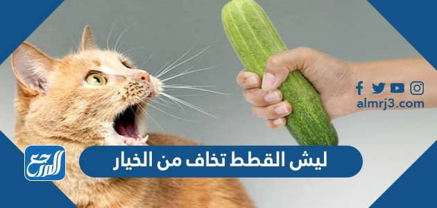ليش القطط تخاف من الخيار