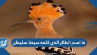 ما اسم الطائر الذي كلمه سيدنا سليمان