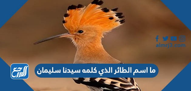 ما اسم الطائر الذي كلمه سيدنا سليمان
