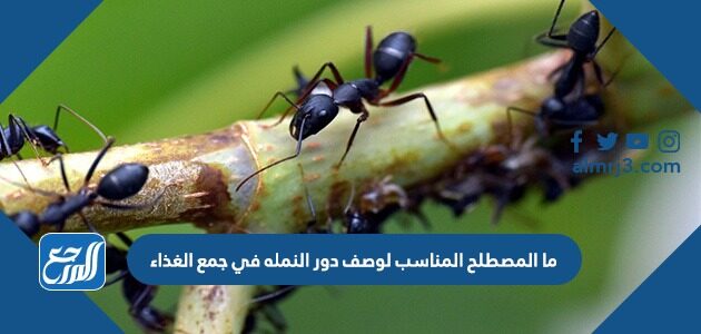 ما المصطلح المناسب لوصف دور النمله في جمع الغذاء