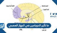 ما تأثير الدوبامين في الجهاز العصبي