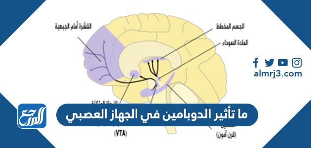 ما تأثير الدوبامين في الجهاز العصبي