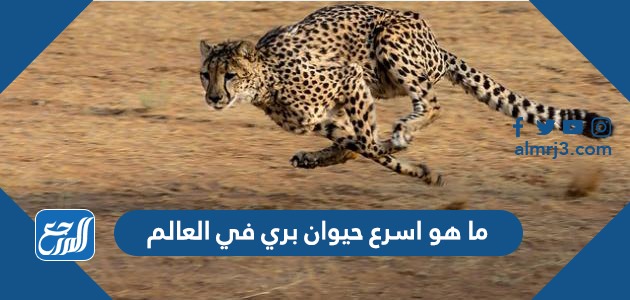 ما هو اسرع حيوان بري في العالم