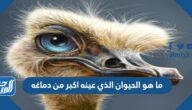 ما هو الحيوان الذي عينه اكبر من دماغه
