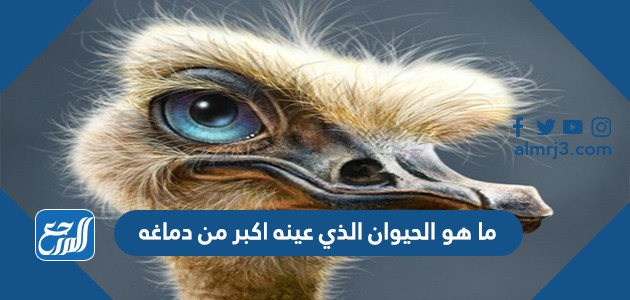 ما هو الحيوان الذي عينه اكبر من دماغه
