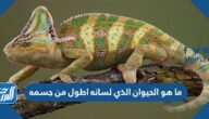 ما هو الحيوان الذي لسانه أطول من جسمه