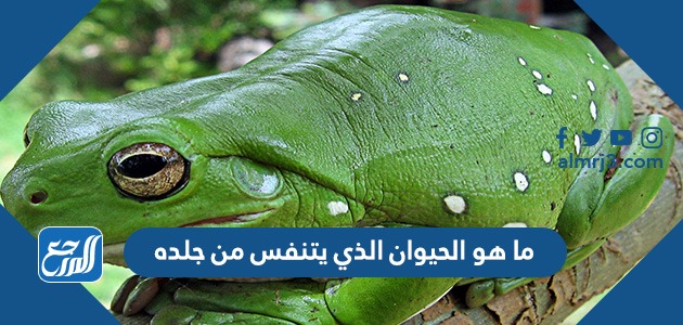 ما هو الحيوان الذي يتنفس من جلده