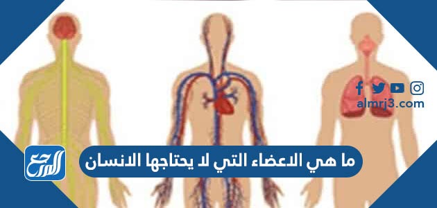 ما هي الاعضاء التي لا يحتاجها الانسان