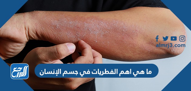 ما هي اهم الفطريات في جسم الإنسان