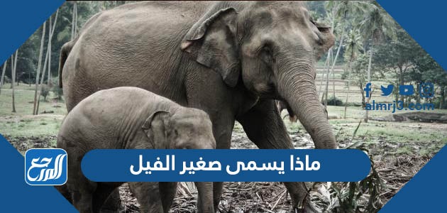 ماذا يسمى صغير الفيل