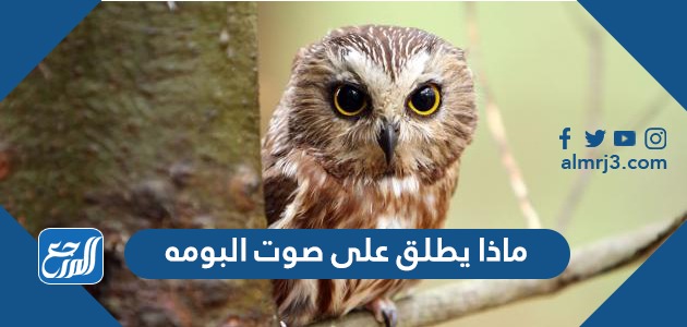 ماذا يطلق على صوت البومه