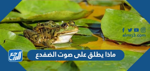 ماذا يطلق على صوت الضفدع