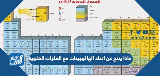 ماذا ينتج عن اتحاد الهالوجينات مع الفلزات القلوية