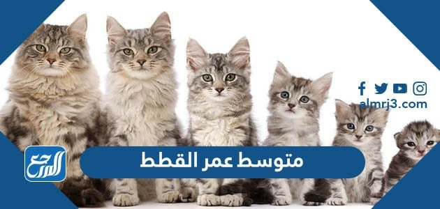 متوسط عمر القطط