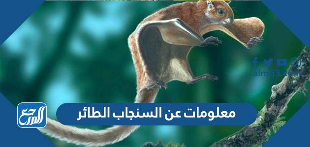 معلومات عن السنجاب الطائر