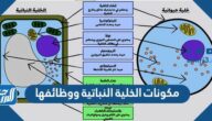 مكونات الخلية النباتية ووظائفها