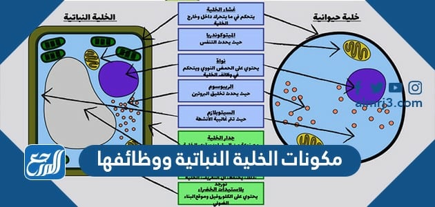 مكونات الخلية النباتية ووظائفها