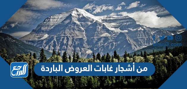 من أشجار غابات العروض الباردة