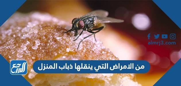 من الامراض التي ينقلها ذباب المنزل