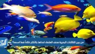 من بين الكائنات البحرية صنف العلماء احداها بالأكثر ذكاءاً فما اسمه؟