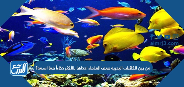 من بين الكائنات البحرية صنف العلماء احداها بالأكثر ذكاءاً فما اسمه؟