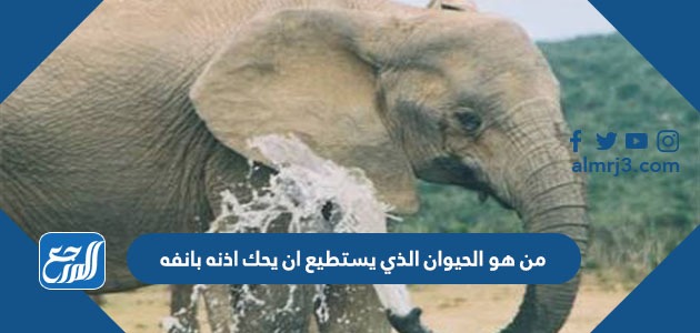 من هو الحيوان الذي يستطيع ان يحك اذنه بانفه