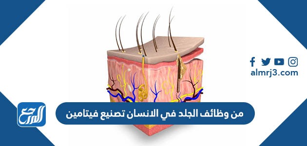 من وظائف الجلد في الانسان تصنيع فيتامين