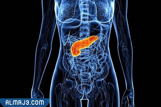 موقع البنكرياس في الجسم
