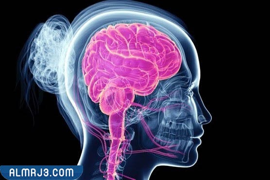 موقع الدماغ في الرأس