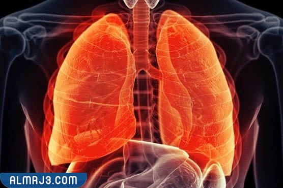 موقع الرئتين في الجسم
