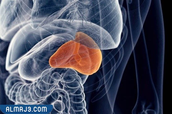 موقع الطحال في الجسم