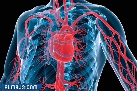 موقع القلب في الجسم