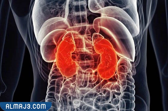 موقع الكلى في الجسم